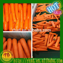 high quality carrot S-L bulk fresh carrot for Malaysia
